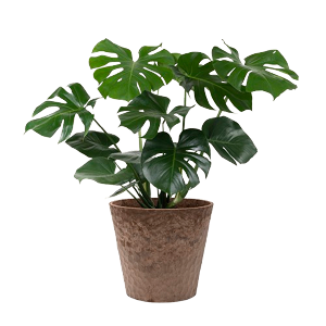 Plant in pot